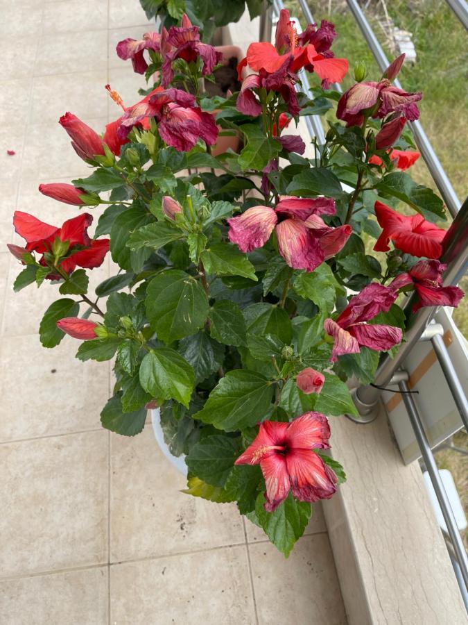Gasthaus Stegna Hibiscus Archangelos  Exterior foto