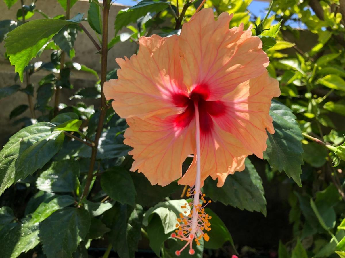 Gasthaus Stegna Hibiscus Archangelos  Exterior foto