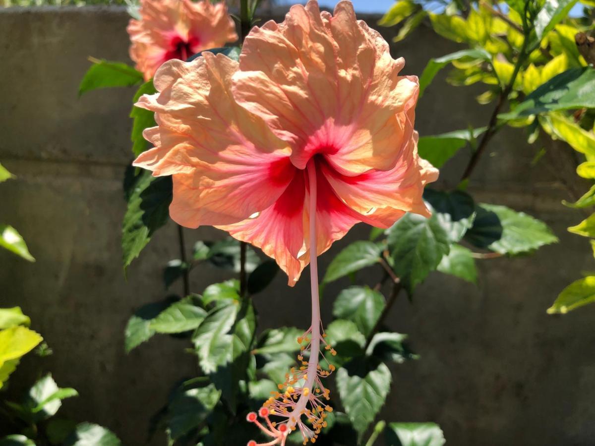 Gasthaus Stegna Hibiscus Archangelos  Exterior foto